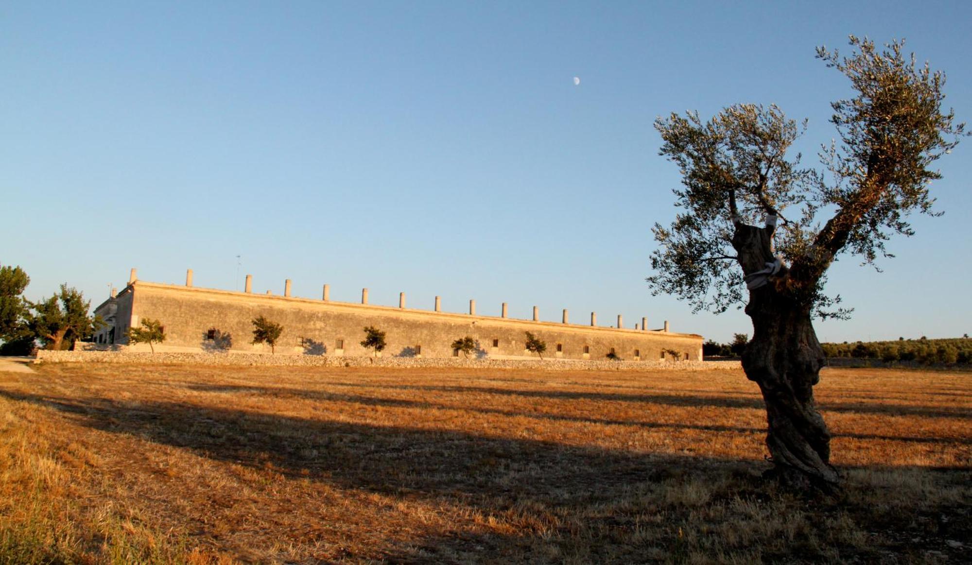 Lama Di Luna Biomasseria Montegrosso Extérieur photo